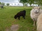 Ouessant ram lammen