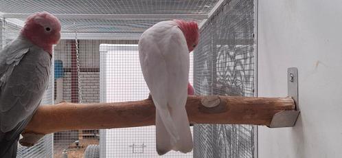 Onverwant koppel Rose Lutino Kaketoes, Dieren en Toebehoren, Vogels | Parkieten en Papegaaien, Papegaai, Meerdere dieren, Geringd