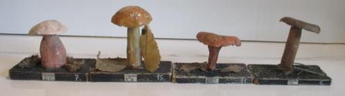 oude botanische modellen paddestoelen school pharmacie  51, Antiek en Kunst, Curiosa en Brocante, Verzenden