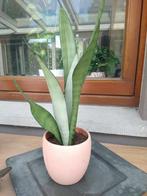 Sanseveria moonshine, Vetplant, In pot, Minder dan 100 cm, Groene kamerplant