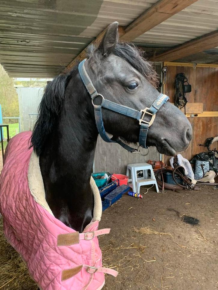 De allerknapste en braafste menpony!!, Dieren en Toebehoren, Pony's, Ruin, L, B pony (1.17m tot 1.27m), Tuigpony, 7 tot 10 jaar