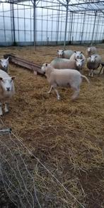 mouton, Animaux & Accessoires, Février, Mâle