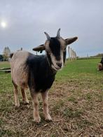 Lief mieke, Dieren en Toebehoren