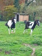 Mooie jonge  pony's hengsten en meriesen 2 ruin, Dieren en Toebehoren, Pony's, Onbeleerd, Meerdere dieren, Recreatiepony, D pony (1.37m tot 1.48m)