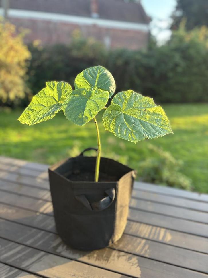 Paulownia, Tuin en Terras, Planten | Bomen, Overige soorten, Minder dan 100 cm, Volle zon, Lente, In pot, Ophalen