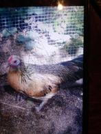 Poule naine d'ornement, Animaux & Accessoires, Enlèvement, Poulailler