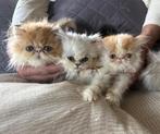 Prachtige bonte en chinchilla Perzische kittens, Meerdere dieren, Gechipt, 0 tot 2 jaar