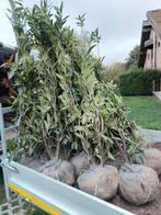 Prunus paplaurier, Tuin en Terras, Ophalen