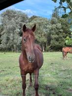Drachtige merrie, Dieren en Toebehoren, Paarden, Merrie
