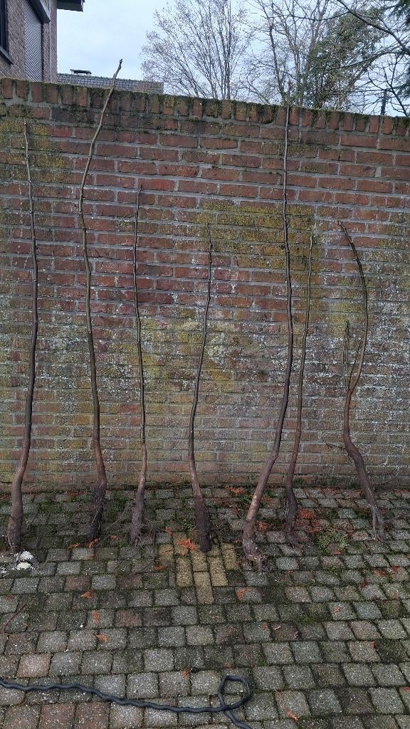 Jonge notenboom te koop, Tuin en Terras, Ophalen, Nieuw