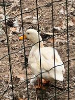Mannelijk witte eend, Dieren en Toebehoren, Mannelijk