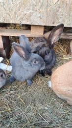 Konijnen, Dieren en Toebehoren, Konijnen, Hangoor