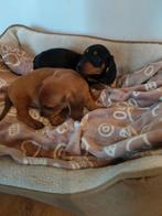 Prachtige teckel pups met stamboom, Dieren en Toebehoren, België, Parvo, 8 tot 15 weken, Korthaar