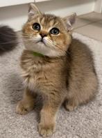 Brits korthaar poes, Chatte ou Chat, Vermifugé, 0 à 2 ans