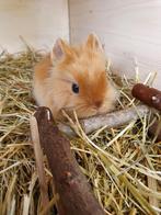 Kleine mini lop, mix NL hangoor. Nog 5, Dieren en Toebehoren, Konijnen, Hangoor