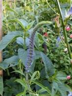 Paarse Veronica, Tuin en Terras, Planten | Tuinplanten, Volle zon, Vaste plant, Zomer, Ophalen