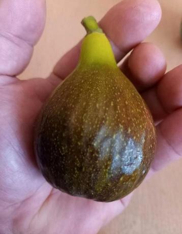 Vijgenbomen beschikbaar voor biedingen