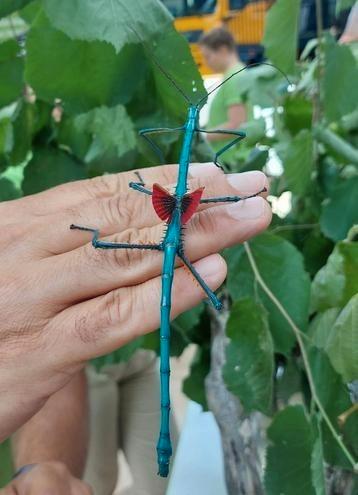 Œufs De phasme Manga, Tuin en Terras, Planten | Fruitbomen, Ophalen of Verzenden