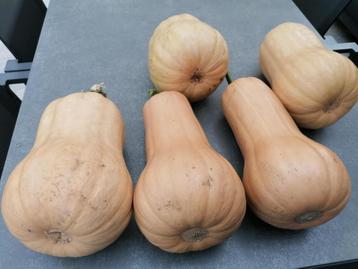 Pompoen butternut beschikbaar voor biedingen