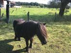 mini pony, Dieren en Toebehoren, Merrie, Gechipt, A pony (tot 1.17m), 7 tot 10 jaar