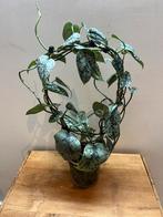 Scindapsus Silver Lady, Enlèvement ou Envoi