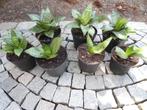 mooie sansevieria kamerplanten. Luchtzuiverend, Huis en Inrichting, Kamerplanten, Ophalen