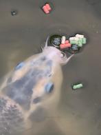 Koi, Dieren en Toebehoren, Vissen | Vijvervissen
