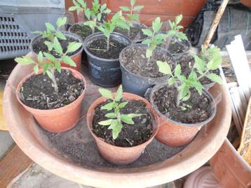 Plant de tomates beschikbaar voor biedingen