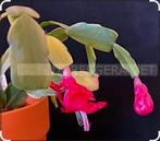 Schlumbergera Norris Variegated