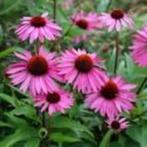 Echinacea Rubinstern, Ophalen