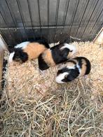 Cavia’s, Janvier, Cobaye