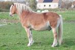 Haflinger, Dieren en Toebehoren, Paarden, Ruin, Niet van toepassing, Gechipt, 160 tot 165 cm