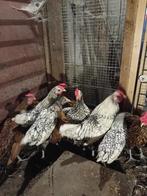 Sebright, Meerdere dieren, Kip