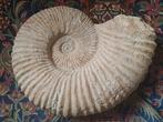 Ammonite exceptionnellement grosse et lourde provenant du Ma, Enlèvement ou Envoi, Fossile