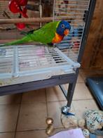 Lori van de blauwe bergen, Dieren en Toebehoren, Ophalen, Zo goed als nieuw