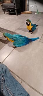 nog 1 tamme Blauwgele ara baby beschikbaar, Dieren en Toebehoren, Vogels | Parkieten en Papegaaien, Vrouwelijk, Parkiet, Geringd