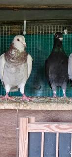 2 koppels ongeringde postduiven voor 30 euro samen, Dieren en Toebehoren, Vogels | Duiven