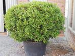 Laurier, Ophalen, Vaste plant