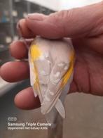 Kleine elzenputters +muttaties de kleinste soort, Dieren en Toebehoren, Vogels | Overige Vogels