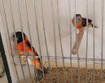 Kapoetsensijs, Dieren en Toebehoren