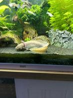Axolotls, Dieren en Toebehoren, Reptielen en Amfibieën, 0 tot 2 jaar, Amfibie