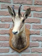 Leuke Gems Taxidermie Opgezette Dieren Jacht Mancave jagen, Verzamelen, Ophalen of Verzenden, Wild dier, Opgezet dier