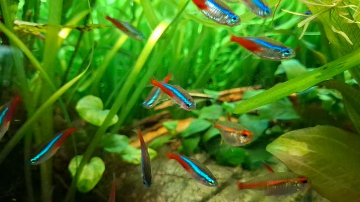 Neon tetra's van eigen kweek, Dieren en Toebehoren, Vissen | Aquariumvissen, Zoetwatervis, Vis, Schoolvis