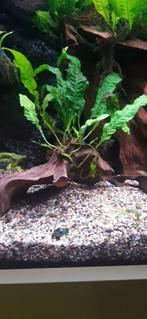 Plante d'aquarium., Animaux & Accessoires, Enlèvement