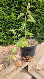 fesant boom, Ophalen