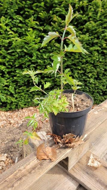 fesant boom, Tuin en Terras, Ophalen