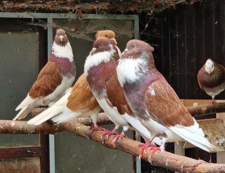 Roulement annulaire, Animaux & Accessoires, Oiseaux | Pigeons