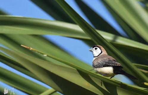 Australische vogels, Dieren en Toebehoren, Vogels | Overige Vogels, Tropenvogel, Meerdere dieren