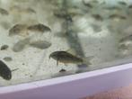 Bronze Corydora's