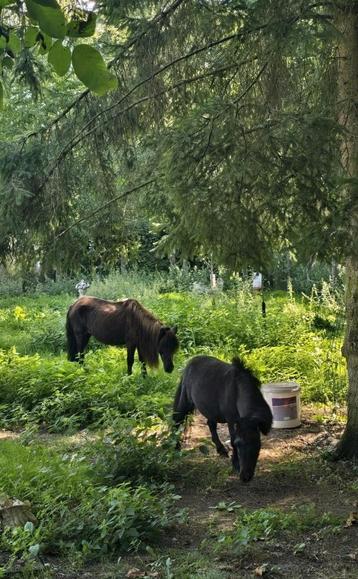 Wei gezocht winter Laren, Lummen  beschikbaar voor biedingen